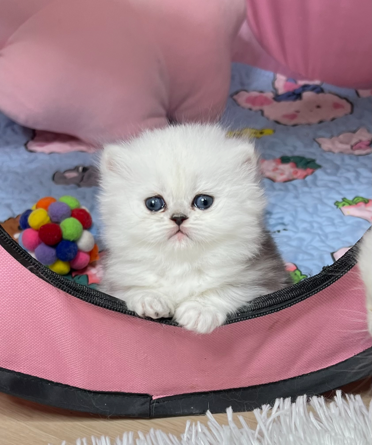 Persian kitten